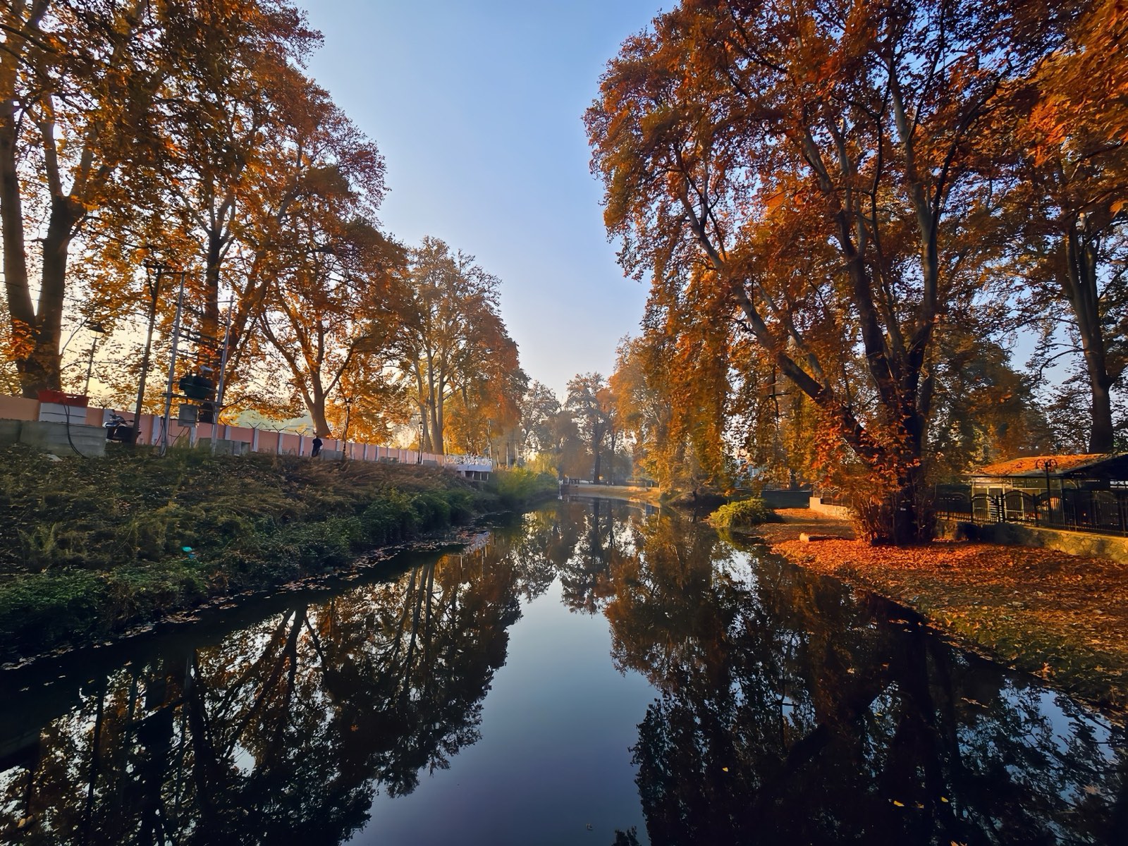 Chinar trees turning amber beside a still canal in autumn
