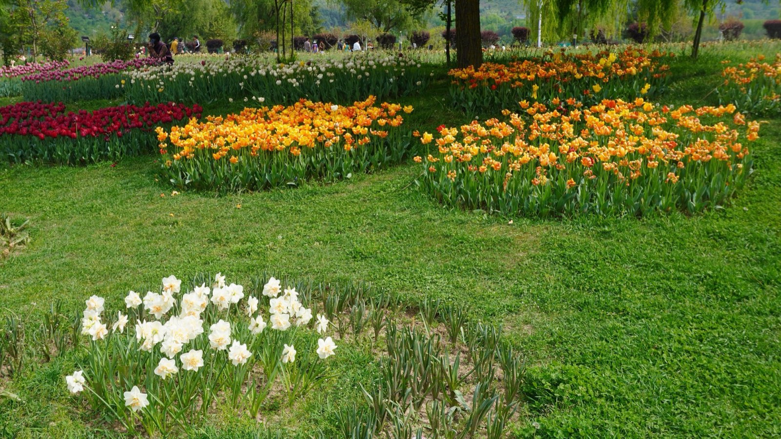 Tulips in bloom in Srinagar's tulip garden